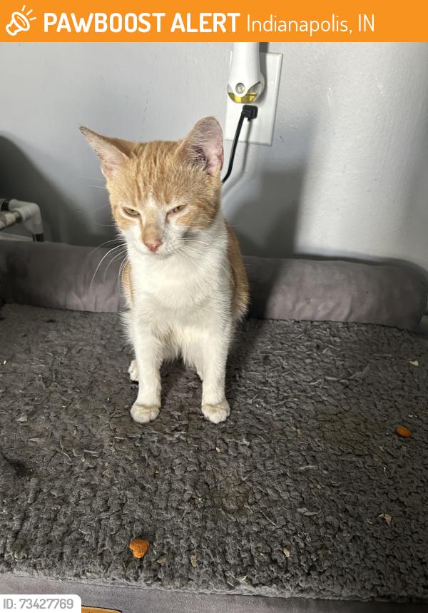 Found/Stray Male Cat last seen Astoria park apmts, Indianapolis, IN 46214