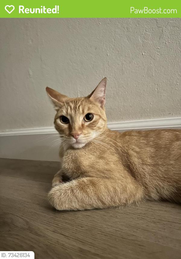 Reunited Male Cat last seen Rosebay, Encinitas, CA 92024