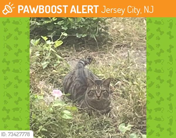 Found/Stray Unknown Cat last seen 4th and Erie near Scram Bakery, Jersey City, NJ 07302