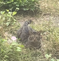Found/Stray Unknown Cat last seen 4th and Erie near Scram Bakery, Jersey City, NJ 07302