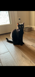 Lost Male Cat last seen Ladera Lane. Cross street Wheatland/Wood Valley Rd. Eastridge area, Norman, OK 73071