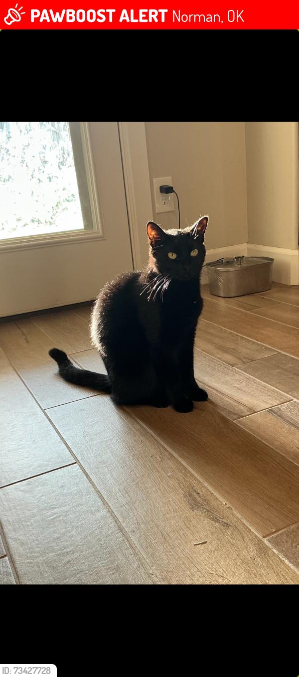 Lost Male Cat last seen Ladera Lane. Cross street Wheatland/Wood Valley Rd. Eastridge area, Norman, OK 73071