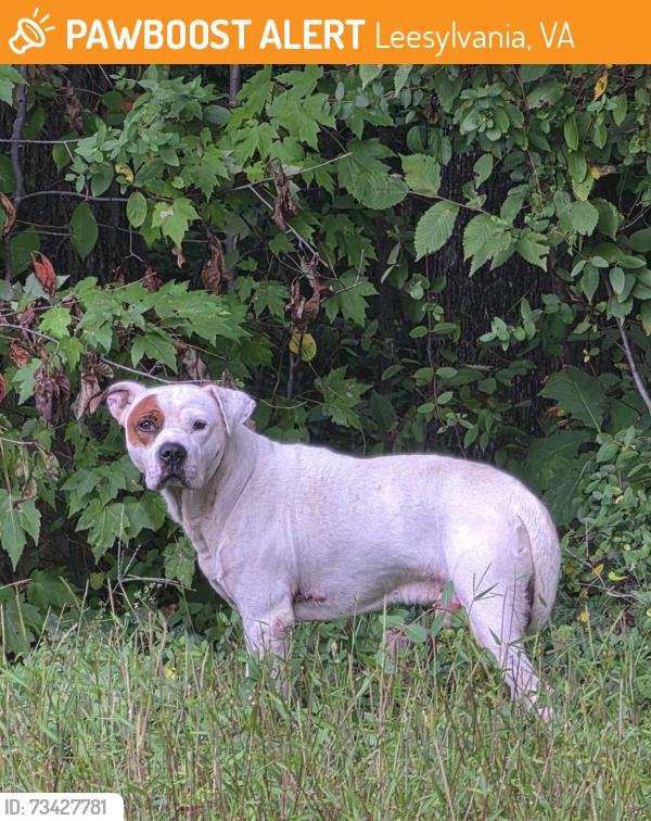 Found/Stray Male Dog last seen Route 1 Woodbridge VA, Leesylvania, VA 22191