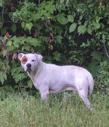 Found/Stray Male Dog last seen Route 1 Woodbridge VA, Leesylvania, VA 22191