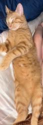 Lost Male Cat last seen Roosevelt road Pelzer sc, Anderson County, SC 29669