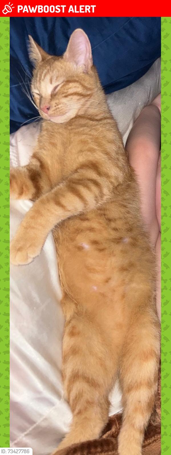 Lost Male Cat last seen Roosevelt road Pelzer sc, Anderson County, SC 29669