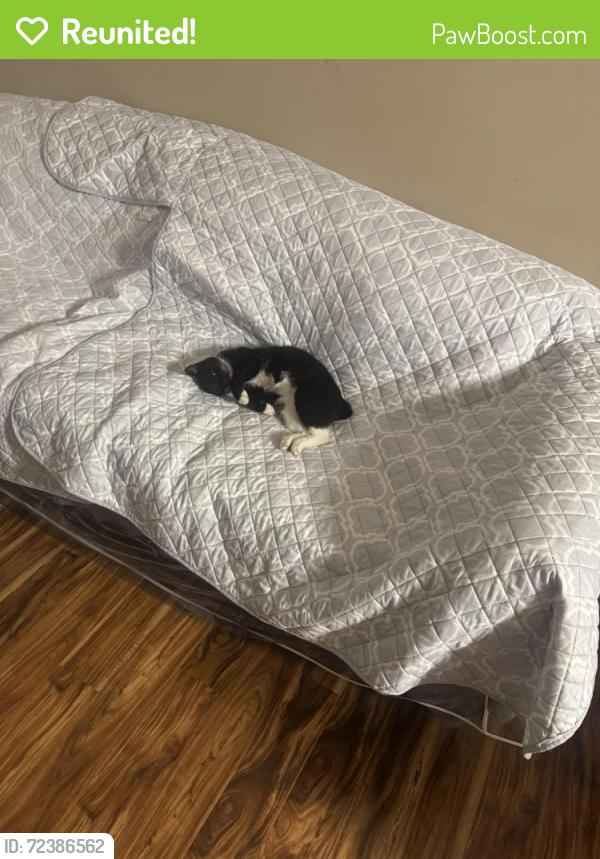 Reunited Male Cat last seen Neighborhood in between Antioch and Abutment., Dalton, GA 30721