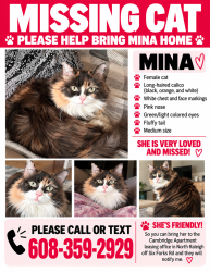 Lost Female Cat last seen Near Chesterbrook ct, Raleigh, NC 27615