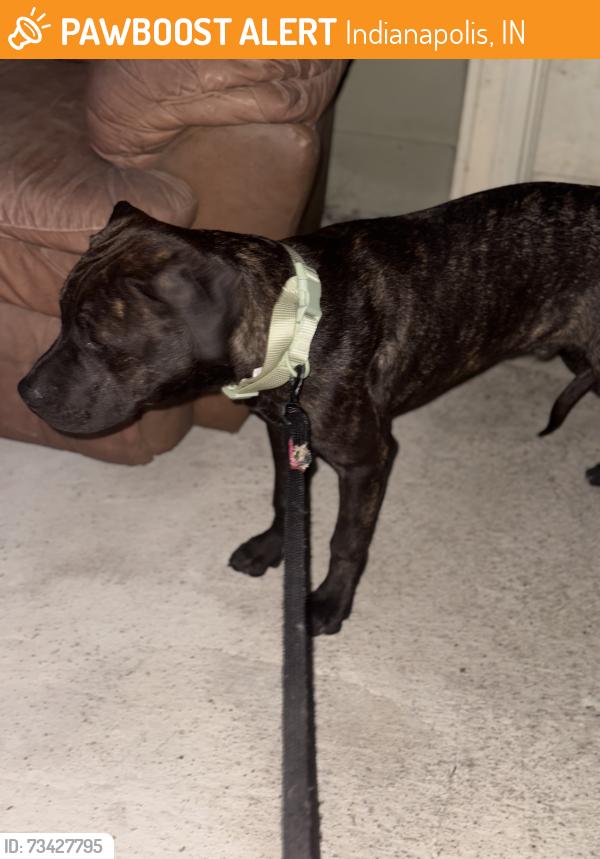 Found/Stray Male Dog last seen Near English Ave Indianapolis, IN 46219 United States, Indianapolis, IN 46219