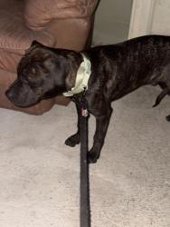 Found/Stray Male Dog last seen Near English Ave Indianapolis, IN 46219 United States, Indianapolis, IN 46219