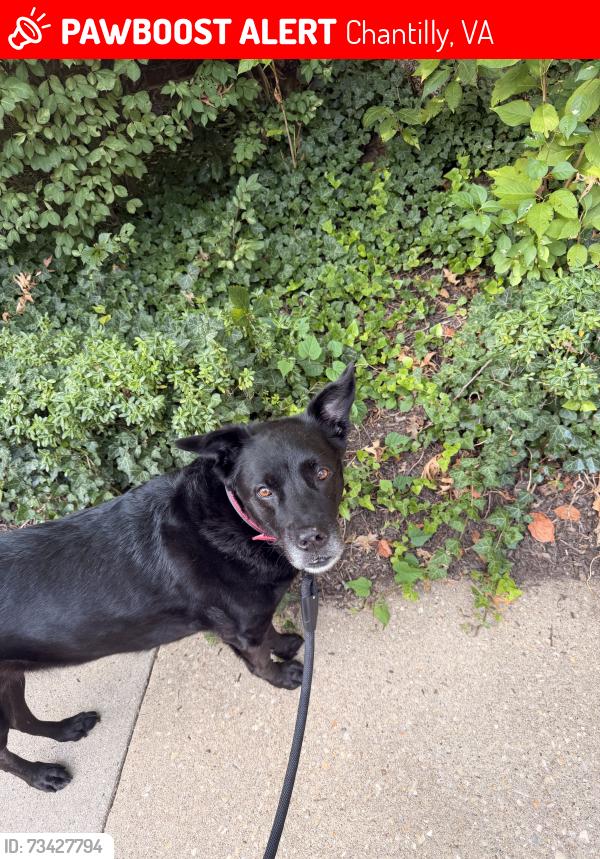 Lost Female Dog last seen Renoir Terrace & Rembrandt Way, Chantilly, VA 20151