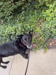 Lost Female Dog last seen Renoir Terrace & Rembrandt Way, Chantilly, VA 20151
