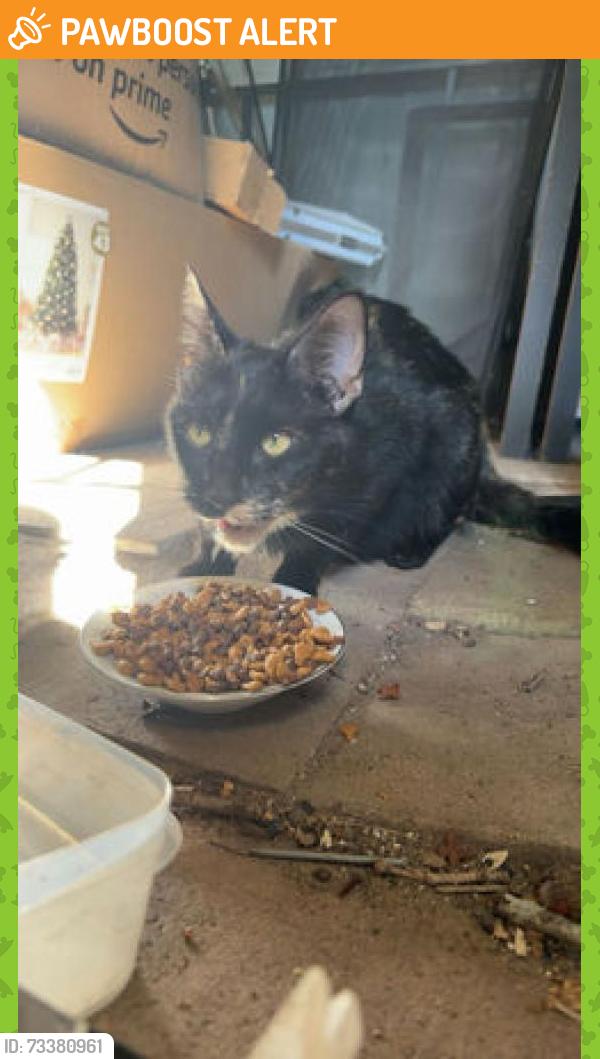 Found/Stray Female Cat last seen County Road F E White Bear Lake, White Bear Lake, MN 55110