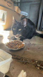 Found/Stray Female Cat last seen County Road F E White Bear Lake, White Bear Lake, MN 55110
