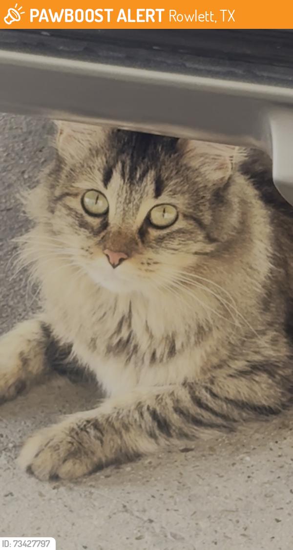 Found/Stray Unknown Cat last seen Maplewood and Fairfield (Princeton Park), Rowlett, TX 75088