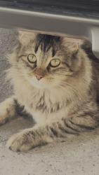 Found/Stray Unknown Cat last seen Maplewood and Fairfield (Princeton Park), Rowlett, TX 75088