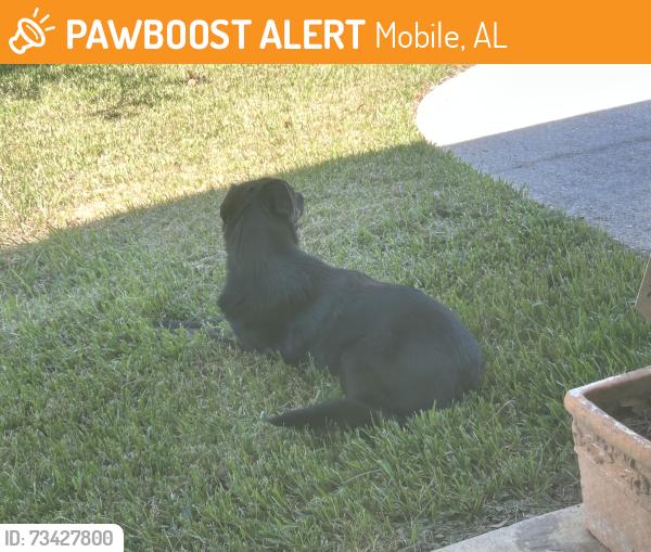 Found/Stray Unknown Dog last seen Country Rd and Scott Dairy Dairy Loop, Mobile, AL 36695