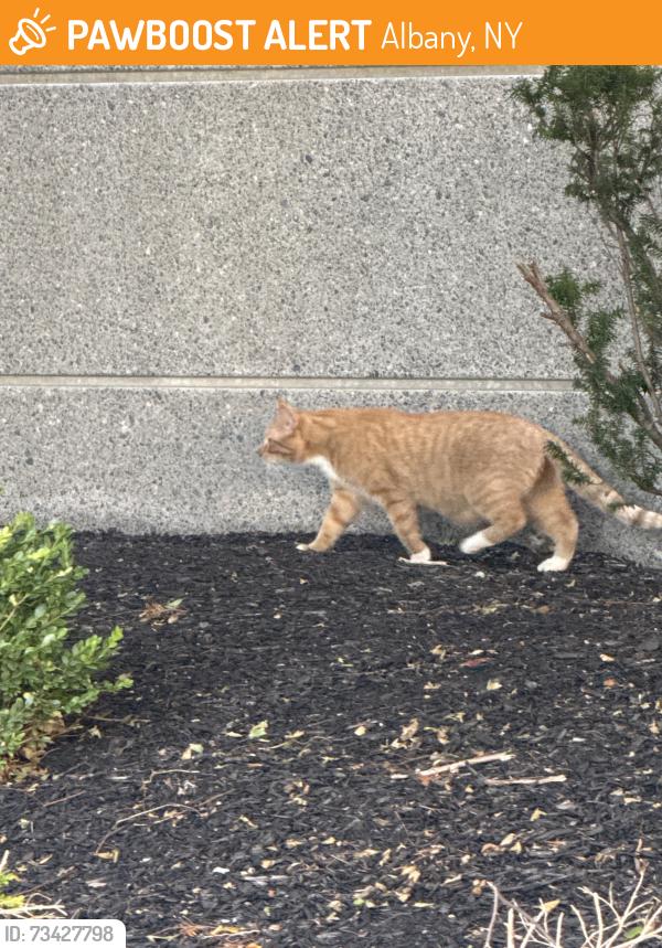 Found/Stray Male Cat last seen Orange street, near back of 625 Broadway near parking garage exit., Albany, NY 12210
