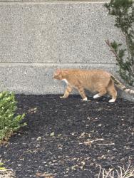Found/Stray Male Cat last seen Orange street, near back of 625 Broadway near parking garage exit., Albany, NY 12210