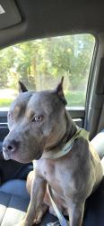 Found/Stray Male Dog last seen Airport Boulevard and Perimeter Park Dr. Cary nc, Morrisville, NC 27560