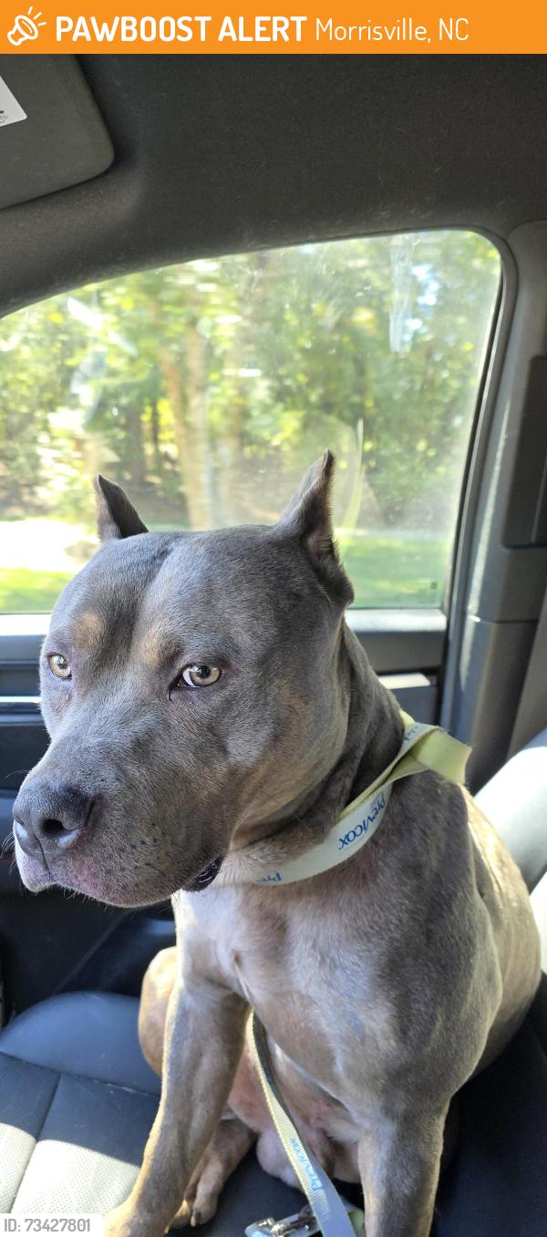 Found/Stray Male Dog last seen Airport Boulevard and Perimeter Park Dr. Cary nc, Morrisville, NC 27560