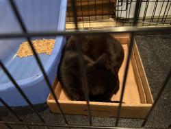 Reunited Female Cat last seen Lembeck and Romar, Jersey City, NJ, Jersey City, NJ 07305