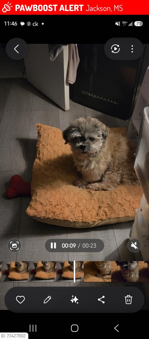 Lost Male Dog last seen Queensroad Ave & Montebello, Jackson, MS 39213