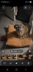 Lost Male Dog last seen Queensroad Ave & Montebello, Jackson, MS 39213