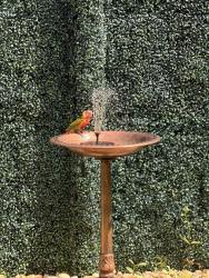 Found/Stray Unknown Bird last seen Near sw 160th ct, Homestead, FL 33033