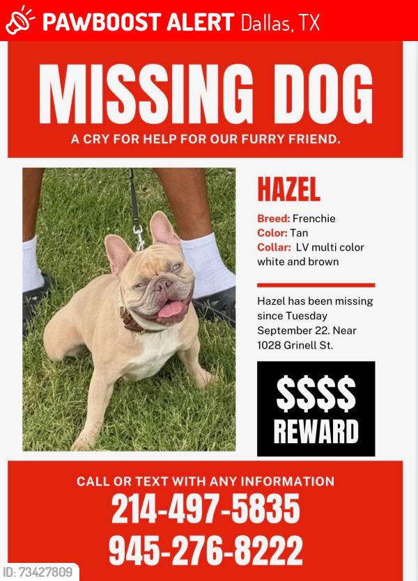Lost Female Dog last seen Near Grinnell St, Dallas, TX, USA, Dallas, TX 75216