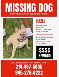 Lost Female Dog last seen Near Grinnell St, Dallas, TX, USA, Dallas, TX 75216