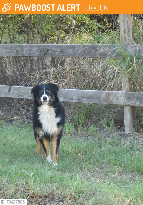 Found/Stray Unknown Dog last seen Off of 41st street near Berryhil, Tulsa, OK 74107