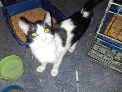 Found/Stray Male Cat last seen Brookhurst and Huntington, Anaheim, CA 92801