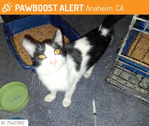 Found/Stray Male Cat last seen Brookhurst and Huntington, Anaheim, CA 92801