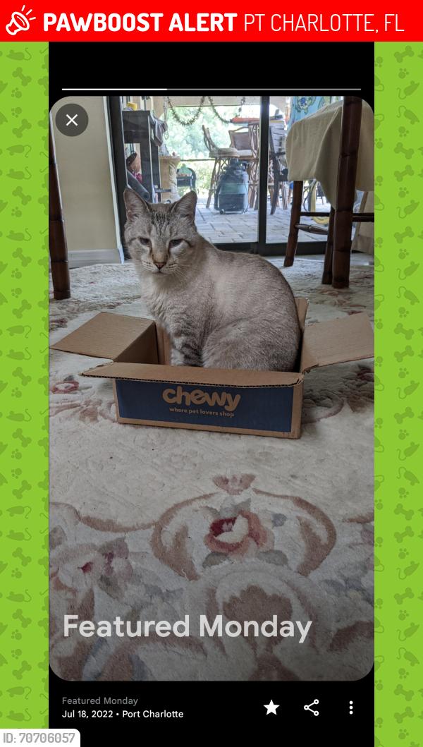 Lost Male Cat last seen BERKSHIRE & WATERSIDE ST...Port Charlotte , Florida, PT CHARLOTTE, FL 33954