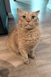Lost Male Cat last seen Brewery, Manchester, NH 03109