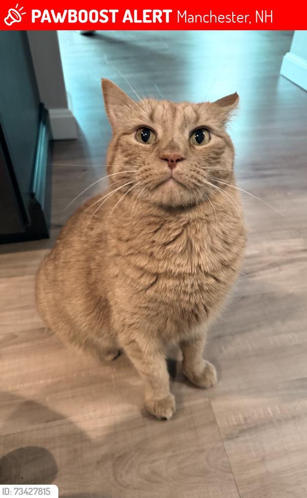 Lost Male Cat last seen Brewery, Manchester, NH 03109