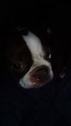 Found/Stray Female Dog last seen Highland and valaria drive, Highland, CA 92346