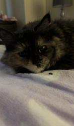 Lost Female Cat last seen Wellington drive, Eden Prairie, MN 55344
