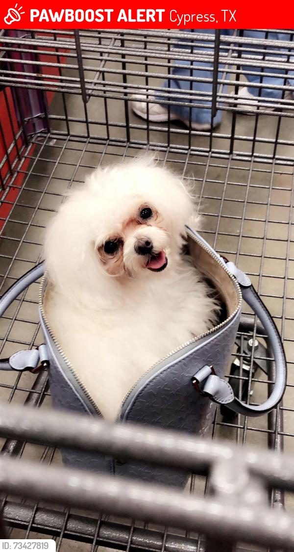 Lost Female Dog last seen Cypress Cole bridge & Broway, Cypress, TX 77429