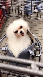 Lost Female Dog last seen Cypress Cole bridge & Broway, Cypress, TX 77429