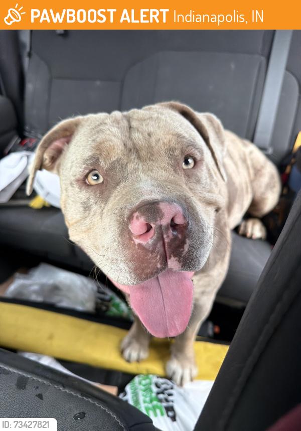 Found/Stray Female Dog last seen Mann rd around Kroger, Indianapolis, IN 46241