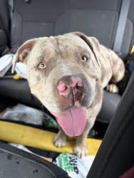 Found/Stray Female Dog last seen Mann rd around Kroger, Indianapolis, IN 46241