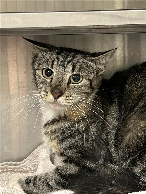 Shelter Stray Female Cat last seen , 14409 Vanowen St, Van Nuys, CA 91405, USA