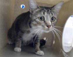 Shelter Stray Female Cat last seen Near BLOCK WAYSIDE RD, FAYETTEVILLE NC 28314, 4704 Corporation Dr, Fayetteville, NC 28306, USA
