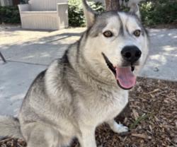 Shelter Stray Male Dog last seen , 957 N Gaffey St, San Pedro, CA 90731, USA
