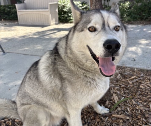 Shelter Stray Male Dog last seen , 957 N Gaffey St, San Pedro, CA 90731, USA
