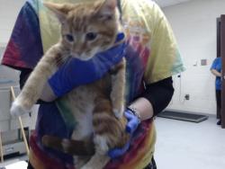 Shelter Stray Male Cat last seen Near BLOCK CORPORATION DR, FAYETTEVILLE NC 28306, 4704 Corporation Dr, Fayetteville, NC 28306, USA