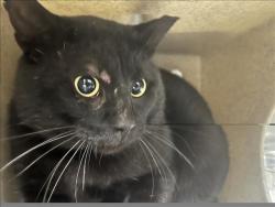 Shelter Stray Male Cat last seen , 957 N Gaffey St, San Pedro, CA 90731, USA