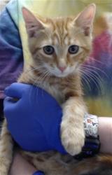 Shelter Stray Male Cat last seen Near BLOCK CORPORATION DR, FAYETTEVILLE NC 28306, 4704 Corporation Dr, Fayetteville, NC 28306, USA